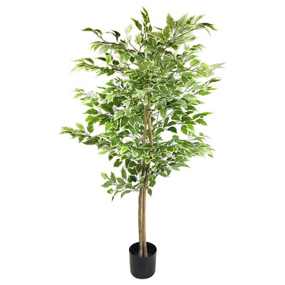 160cm Ficus Tree in Pot