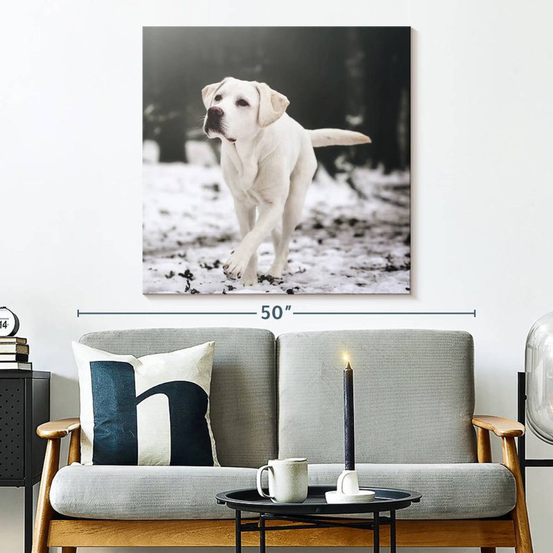 Brampt Labrador Retriever