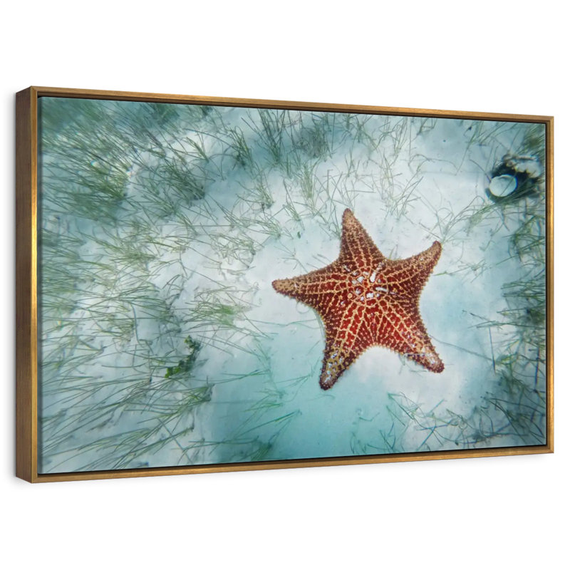 Étoile de mer peu profonde, Cadre flottant doré, 37 po x 25 po