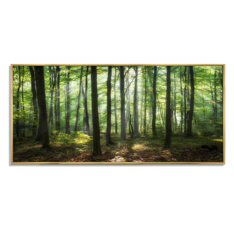 «Sunny Morning Magic Forest IV» - photographie sur toile, H 8 po x l 12 po x P 1 po, Cadre doré