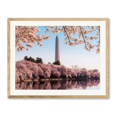 Washington Monument At Cherry Blossom Time Photographic Print