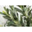 75.5'' Faux Olive Tree Tree in Planter