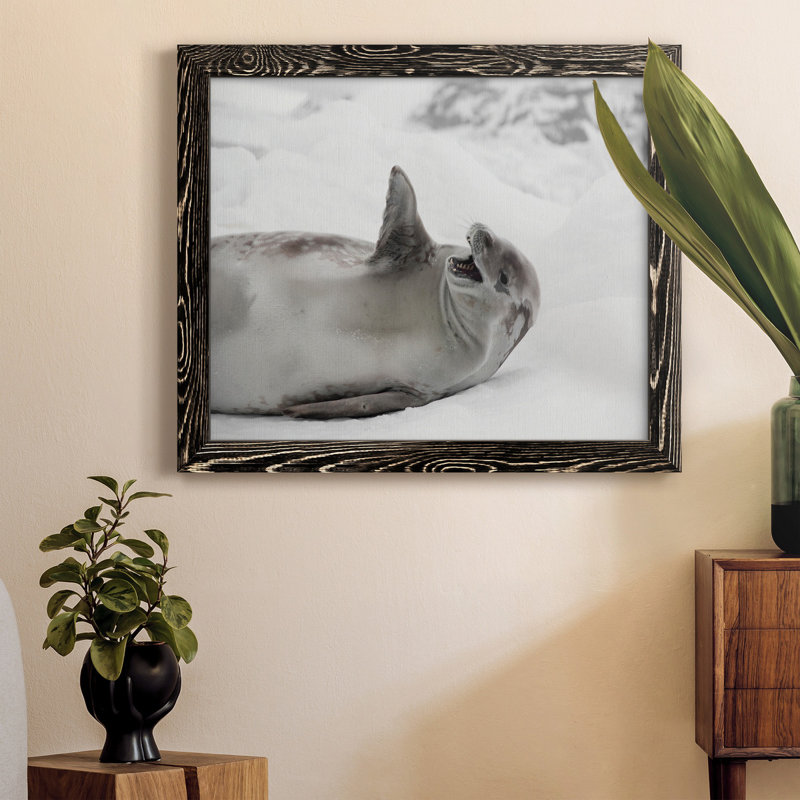 Laughing Seal - photographie encadrée sur toile, Noir, H 24 po x l 18 po x P 1,5 po