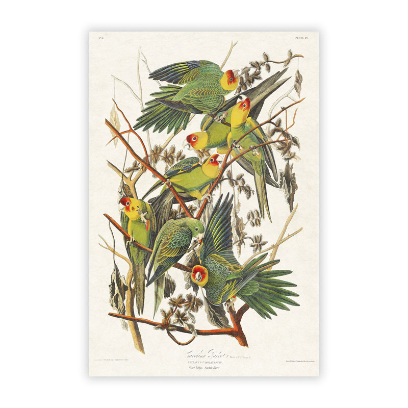 Carolina Parrots by John James Audubon - Frameless Print, 59.4 cm H x 42 cm W