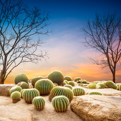 Globe Cactus by Fotoslaz - Wrapped Canvas Print