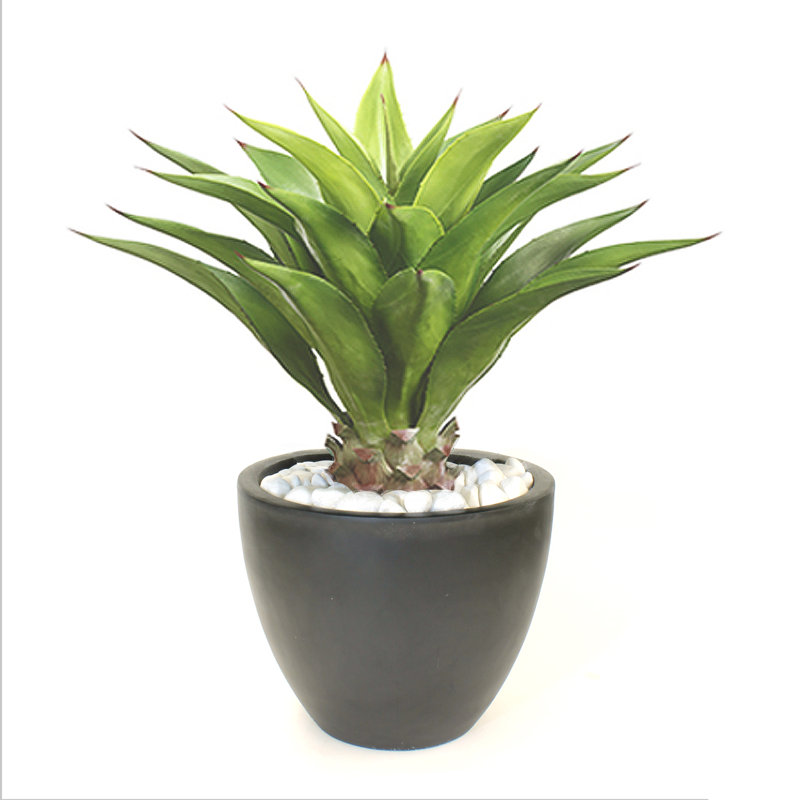 Succulent Plant in Pot