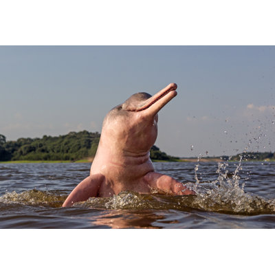 Amazon River Dolphin - Wrapped Canvas Print