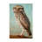 " Burrowing Owl "-31284833