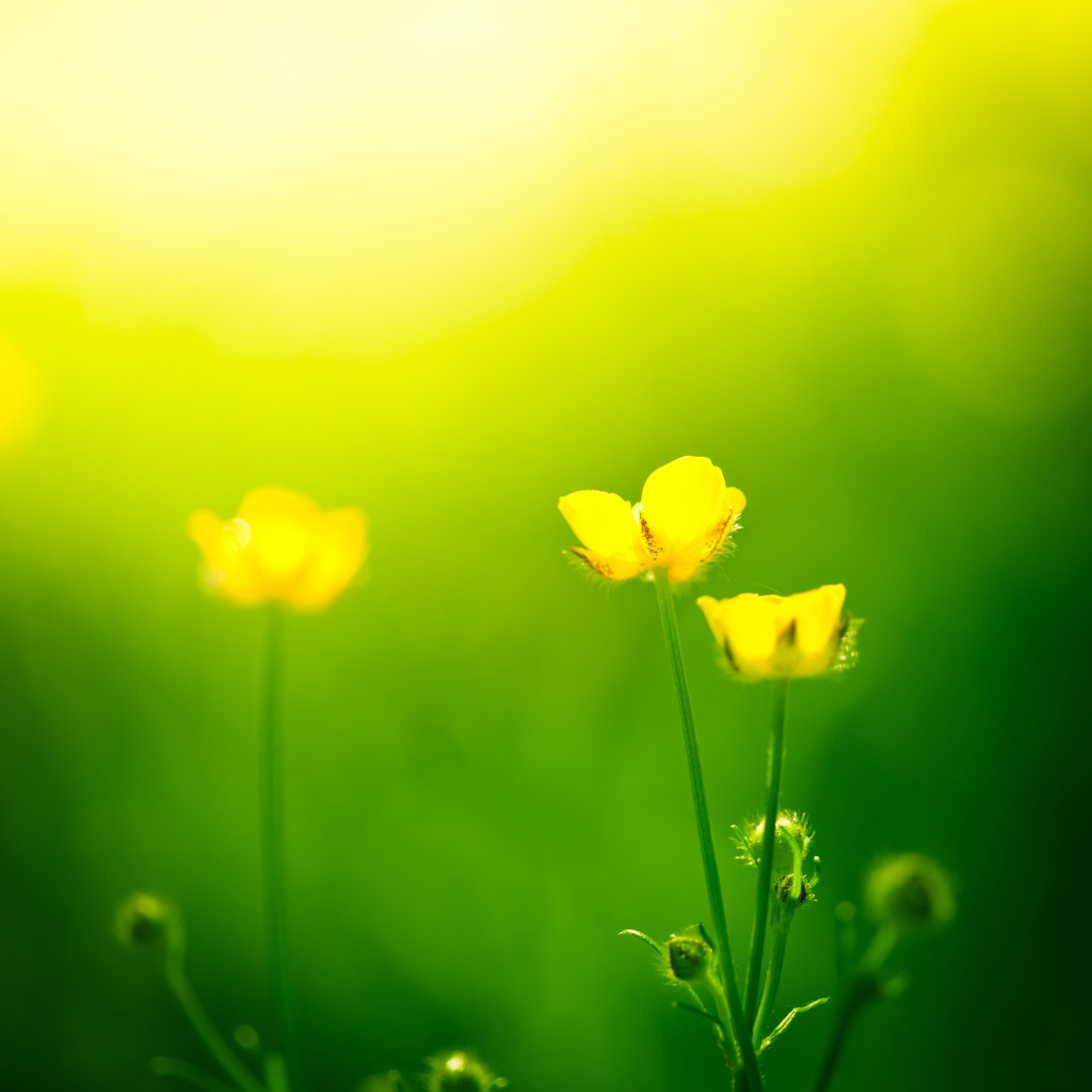 Gelbe Butterblumen in einem sonnigen Feld von Jeja - Drucken