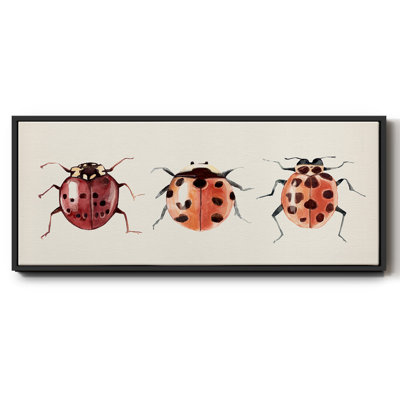 Coccinelle