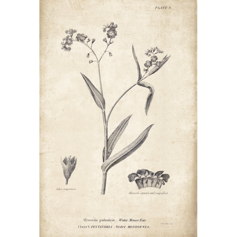 Conversations on Botany 01 by Wild Apple Portfolio - Painting Print, 46cm H x 30cm W, Wrapped Canvas
