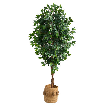72'' Faux Ficus Tree in Burlap, Cotton Planter