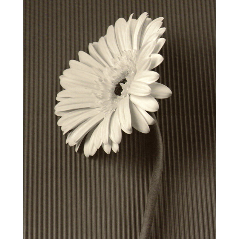 Gerbera Daisy II fraîchement coupée, H 24 po x l 19 po