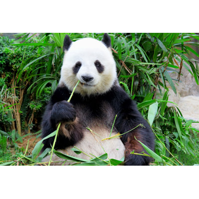" Panda Eating Bamboo "