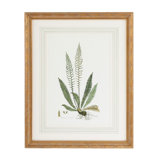 Curtis Ferns III Print