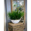 13" Artificial Grass in Planter
