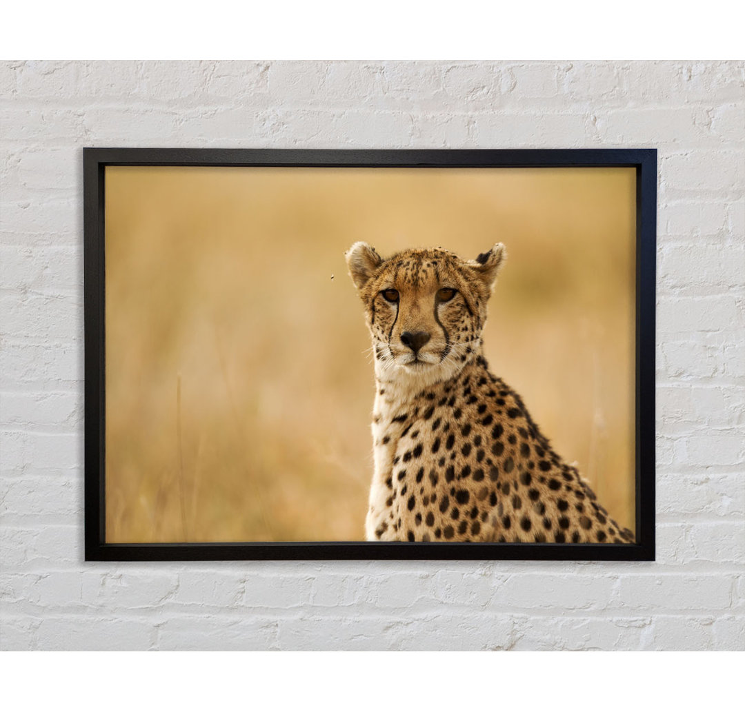 Cheetah Beauty - Einzelner Bilderrahmen Kunstdrucke auf Leinwand