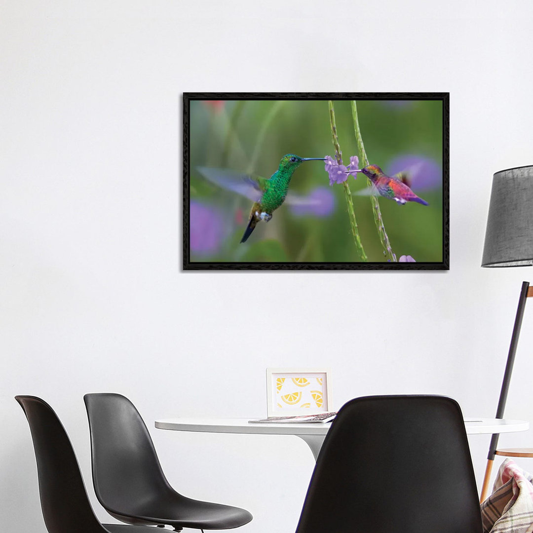 Copper-Rumped Hummingbird And Green-Throated Mango Feeding, Trinidad von Tim Fitzharris - Gallery-Wrapped Canvas Giclée