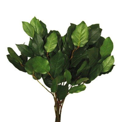Plante à feuillage préservé de 16 po