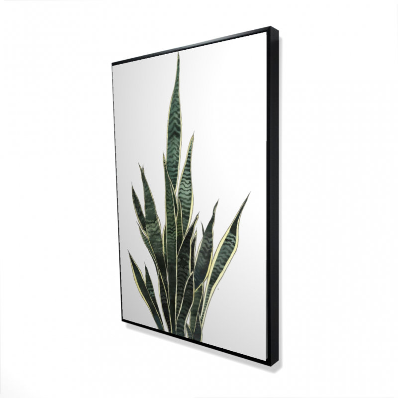 " Snake Plant "