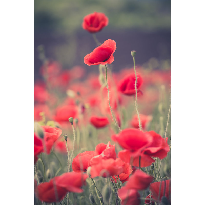 Eirian Red Poppy Field - Wrapped Canvas Print, 46cm H x 30cm W x 3.8cm D