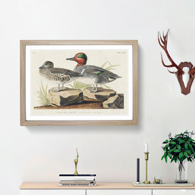 Green-Winged Teal Ducks by John Audubon - Picture Frame Painting Print