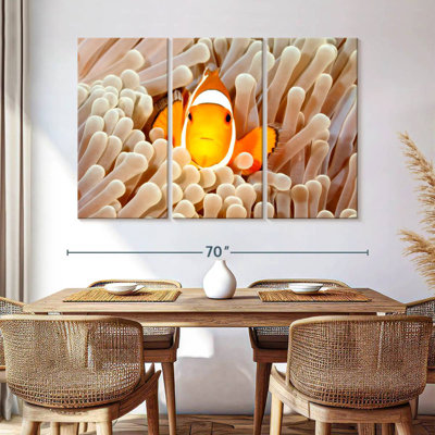 Anémone Clownfish