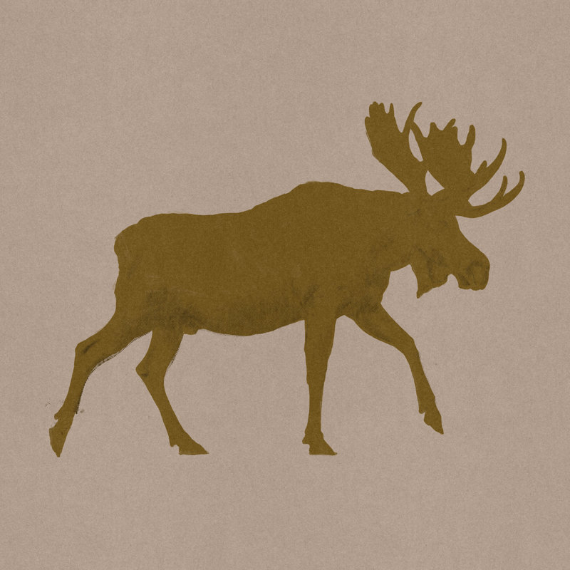 Golden Moose I by Jacob Green - Wrapped Canvas Print, 76cm H x 76cm W x 3.8cm D