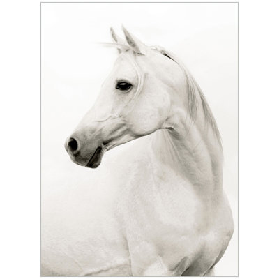 Portrait Of A Stallion Print
