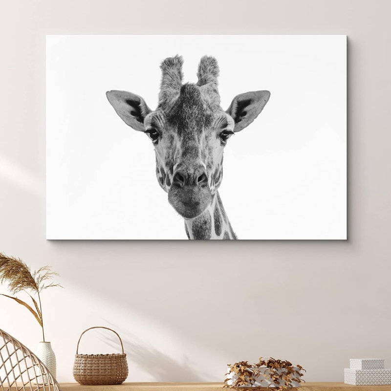 Girafe, gros plan, portrait, animaux, faune, noir et blanc, gris, froid, H 16 po x l 24 po