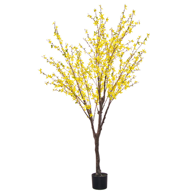 Arbre Forsythia 6 pi