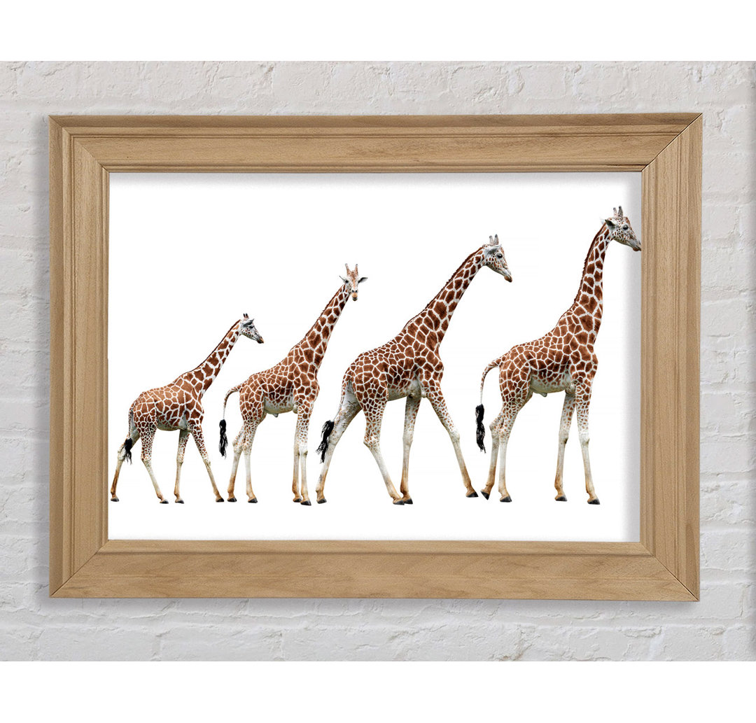 Giraffe Lineup Gerahmter Druck