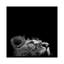 « lion ii », reproduction de photo sur toile-29172272-72802638-72802639