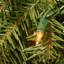 Couronne de sapin avec lumières DEL multicolores Norwood-1909301862