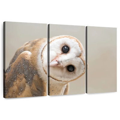 Curieux oiseau