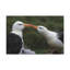No Frame Print on Canvas-1453578034