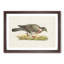 Common Wood Pigeon by Von Wright - Picture Frame Painting Print on MDF-55510345-55510348