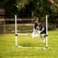 Saut en barre Midlee Dog Agility