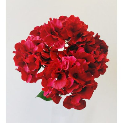 Tige d'hortensia orchidée