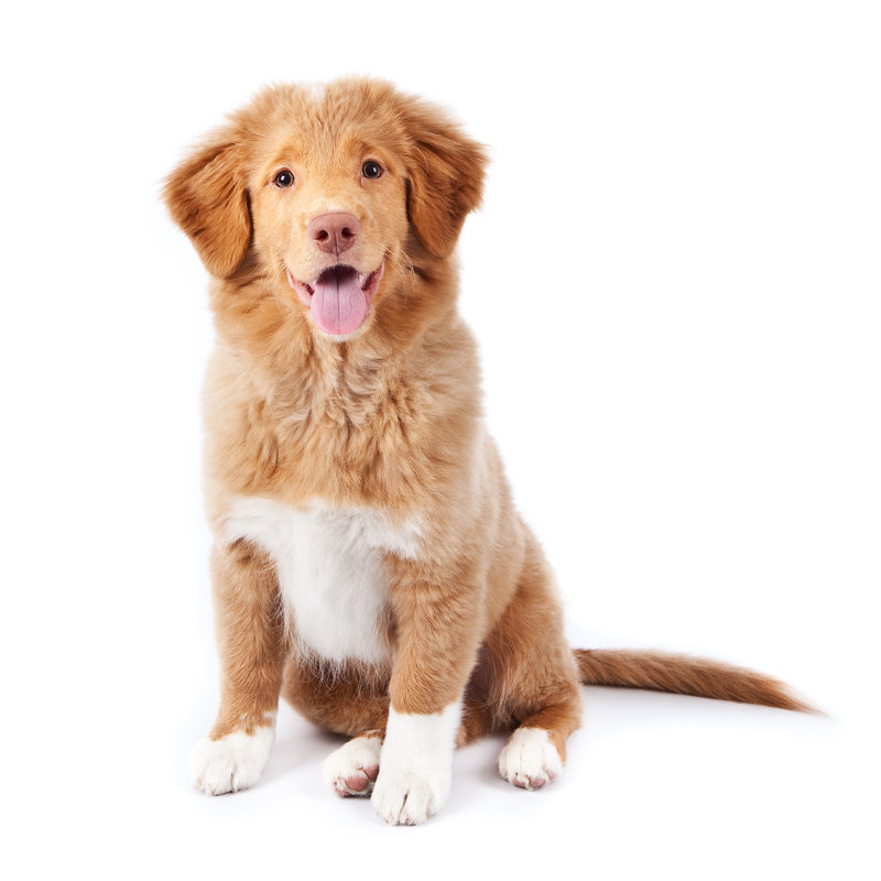 Tolling Retriever par Jimmyjamesbond, H 36 po x l 36 po