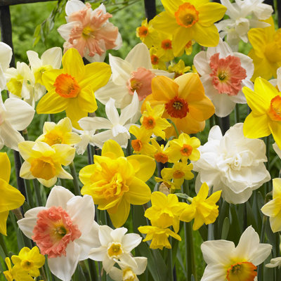 Van Zyverden Daffodils Kitchen Sink Mixture Set of 6 Bulbs