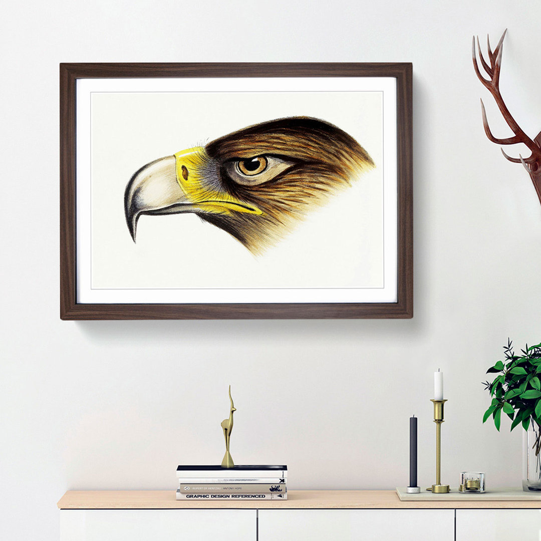Eagle by John Gould - Framed Print
