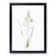 Paradise Lily by Pierre-Joseph Redoute - Framed Print-55577926-55577928