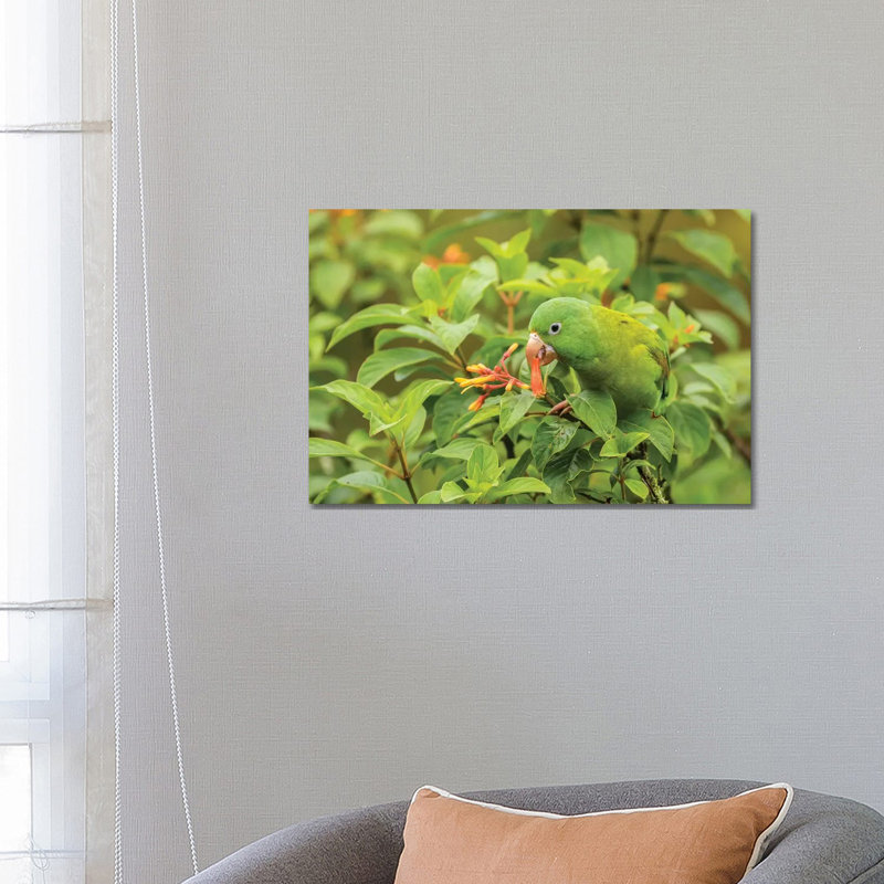 Costa Rica, La Paz River Valley. Captive Orange-Chinned Parakeet Feeding on Flowers. 1 Piece Wrapped Canvas Wall Art