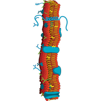 Cell Cell Cellup Standup