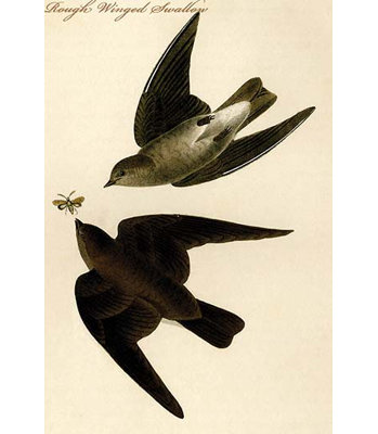Hirondelle à oreilles brutes-impression d’art graphique