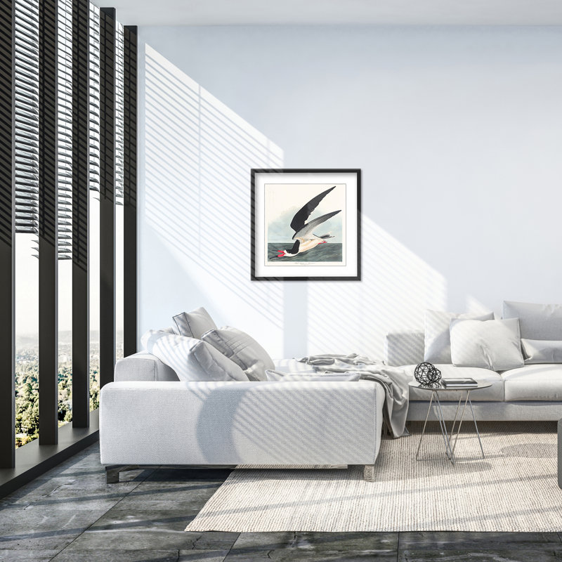 Coastal Retreat Black Skimmer From Birds Of America (1827), 24" H x 24" W