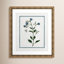 Colombe "Shabby Elegance Botanical II" Print