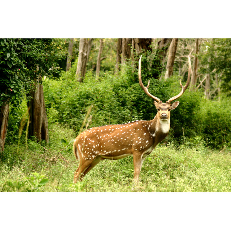 «Sp Spot Deer» par Markandeya - photographie sur toile tendue, L 12 po x H 8 po