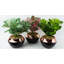 Annistin 22cm Plant